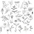 Illustration elements garden herb and summer flowers. hand drawing.